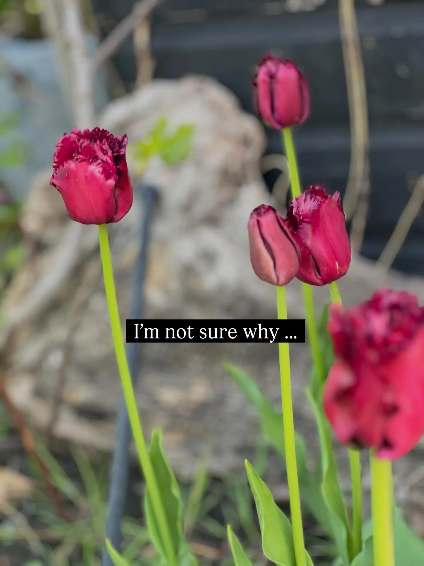 If your garden is letting you down and not improving your outdoor lifestyle, I can help with that 🙌💕
Www.mesiasdesign.com 

10 days to my RHS Malvern design start date 😁