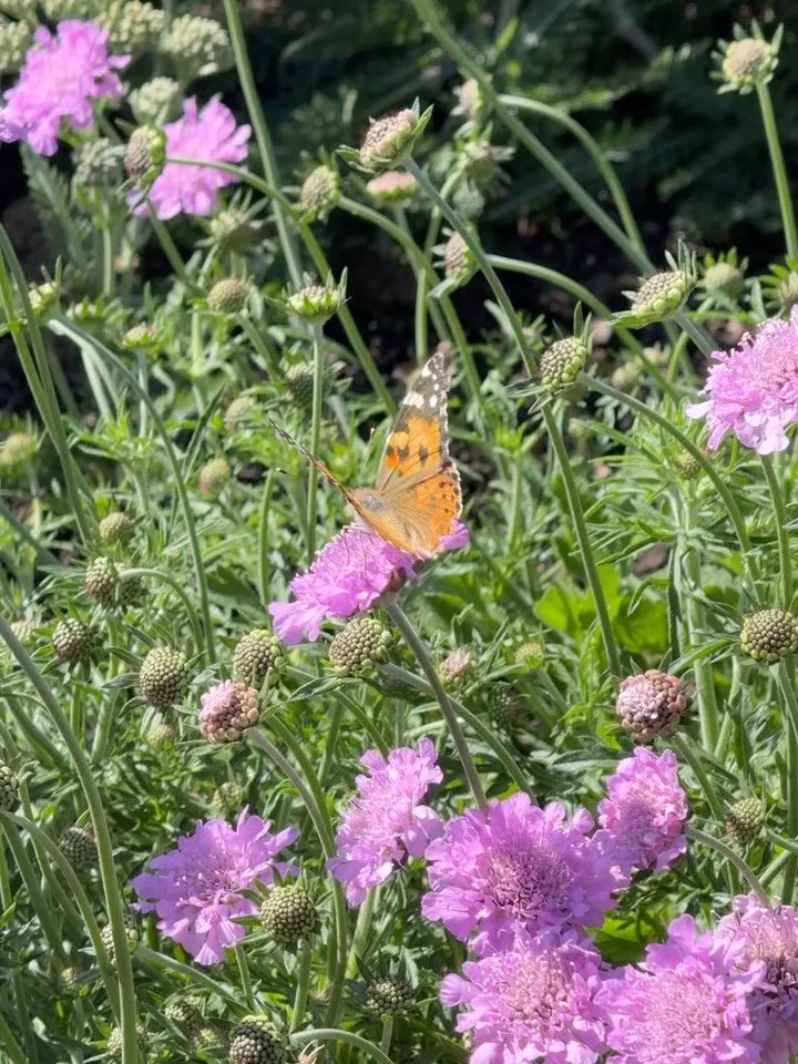 Pollinators are at the heart of my garden designs, because they really matter. 

Around 75% of the world&rsquo;s flowering plants and roughly 35% of global food crops depend on pollinators to reproduce, so without bees, butterflies, hoverflies and ot