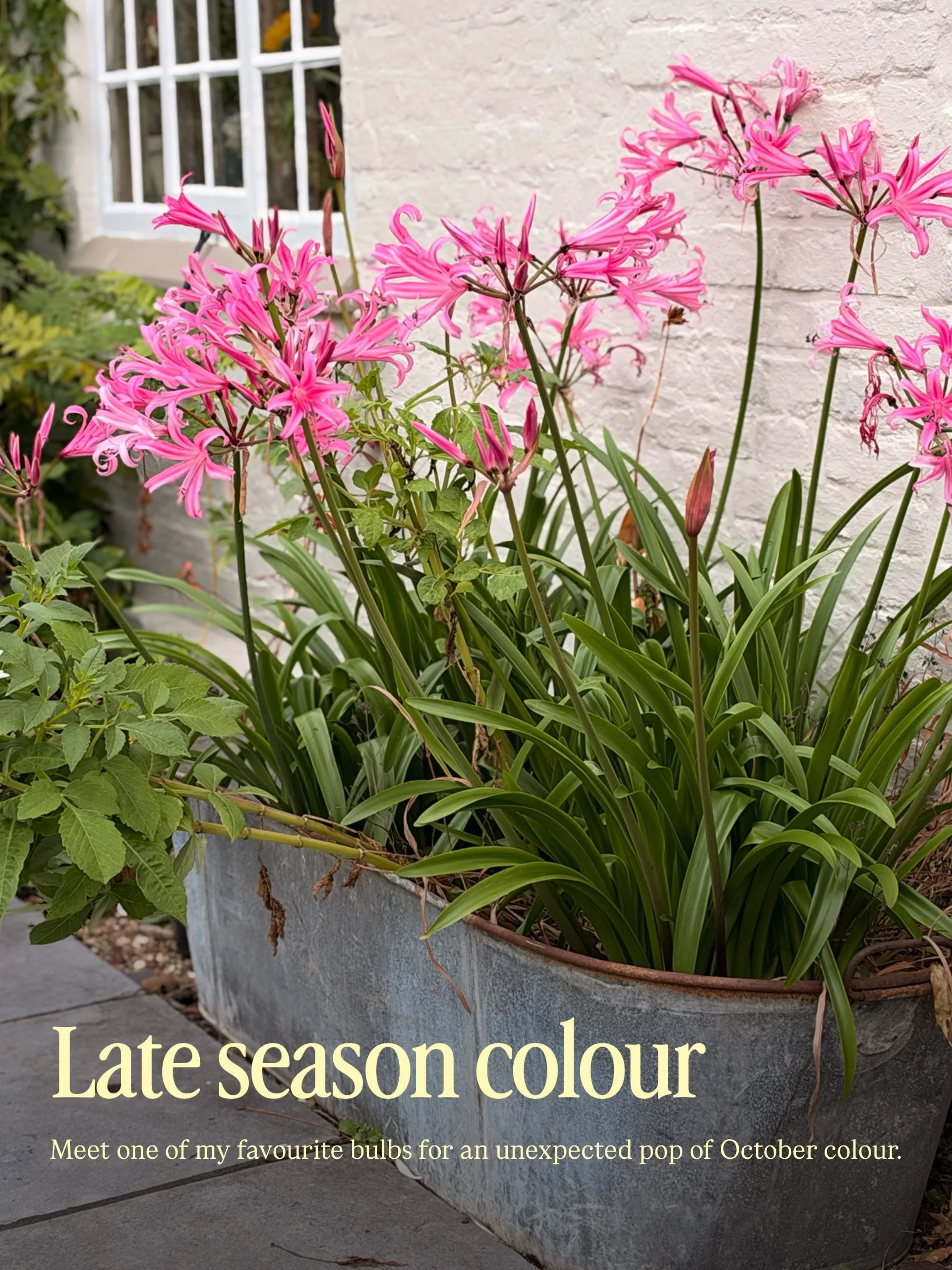 Just when the garden starts to quieten down, Nerines arrive with one last burst of colour.

I love using plants that extend the season a little further, and these are such a good example of why autumn planting doesn&rsquo;t have to feel muted.

Their