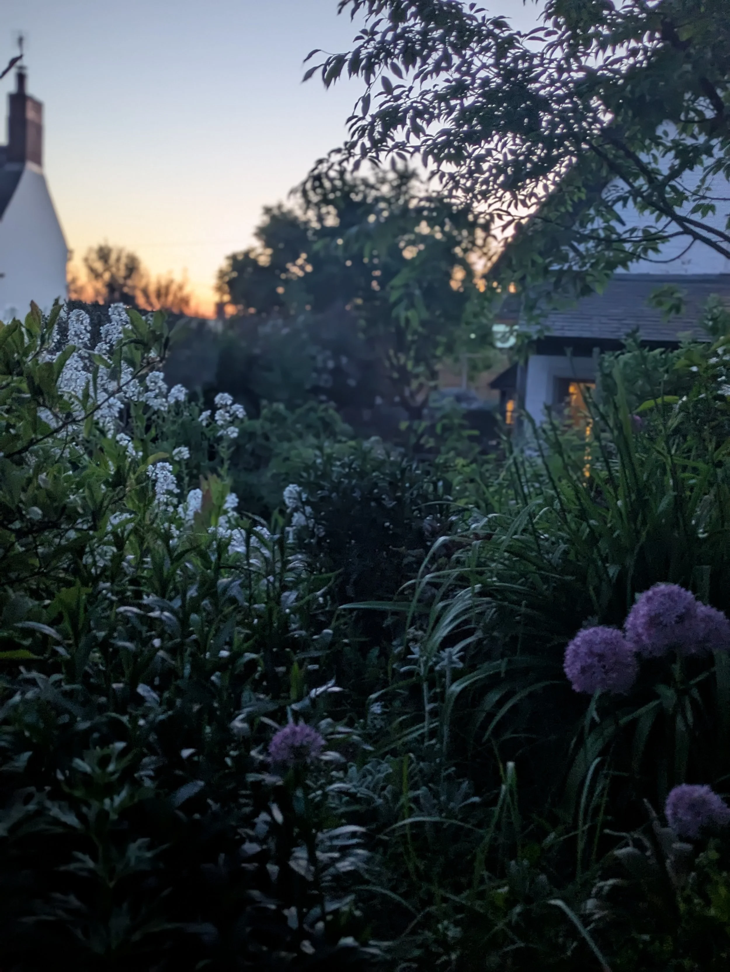 A garden at dusk with various flowers and plants, a house with lit windows in the background, and a sunset sky.