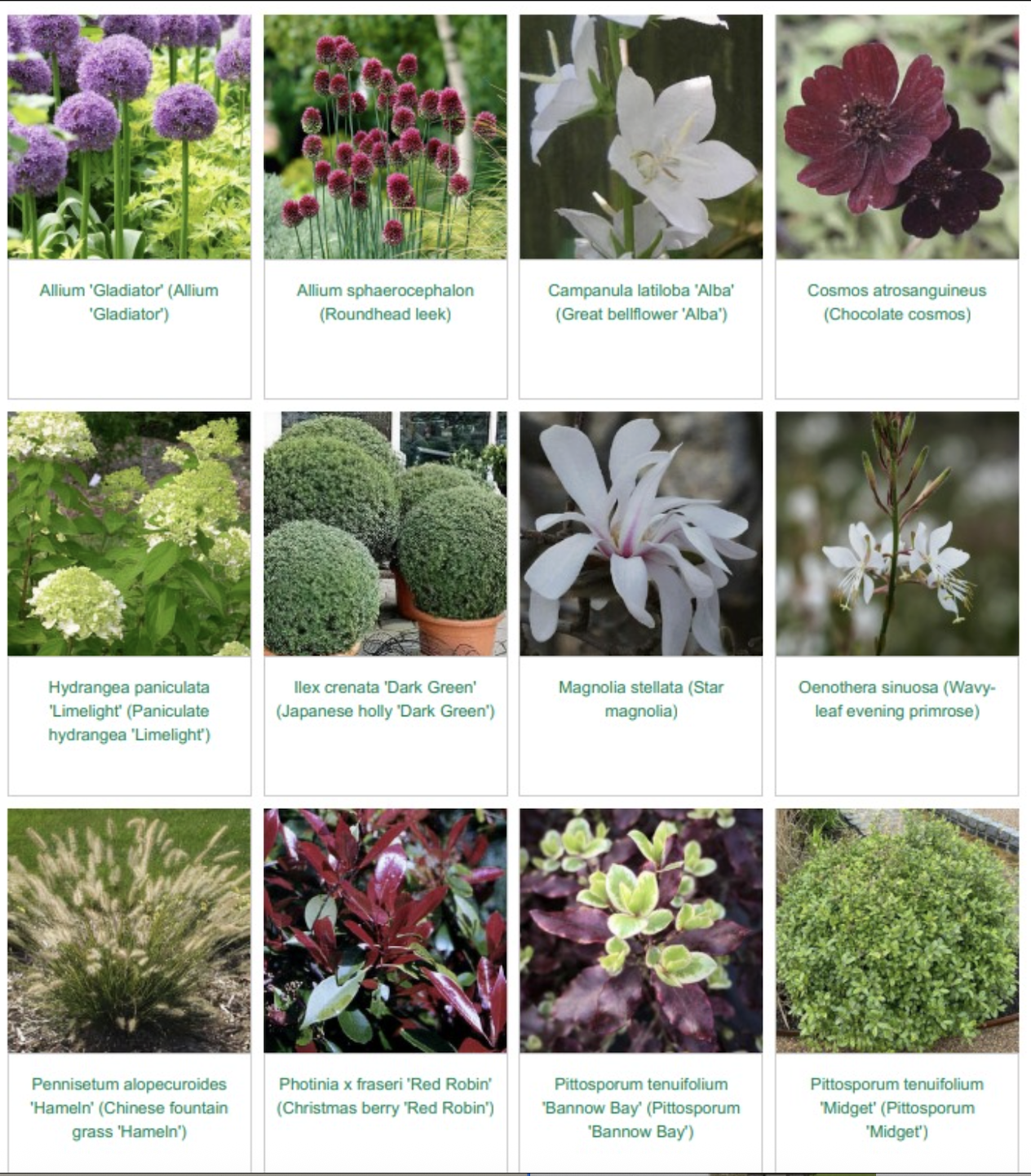 Collage of various flowering plants and shrubs, including alliums, campanula, cosmos, hydrangea, ivy, magnolia, toadflax, penstemon, and pittosporum.