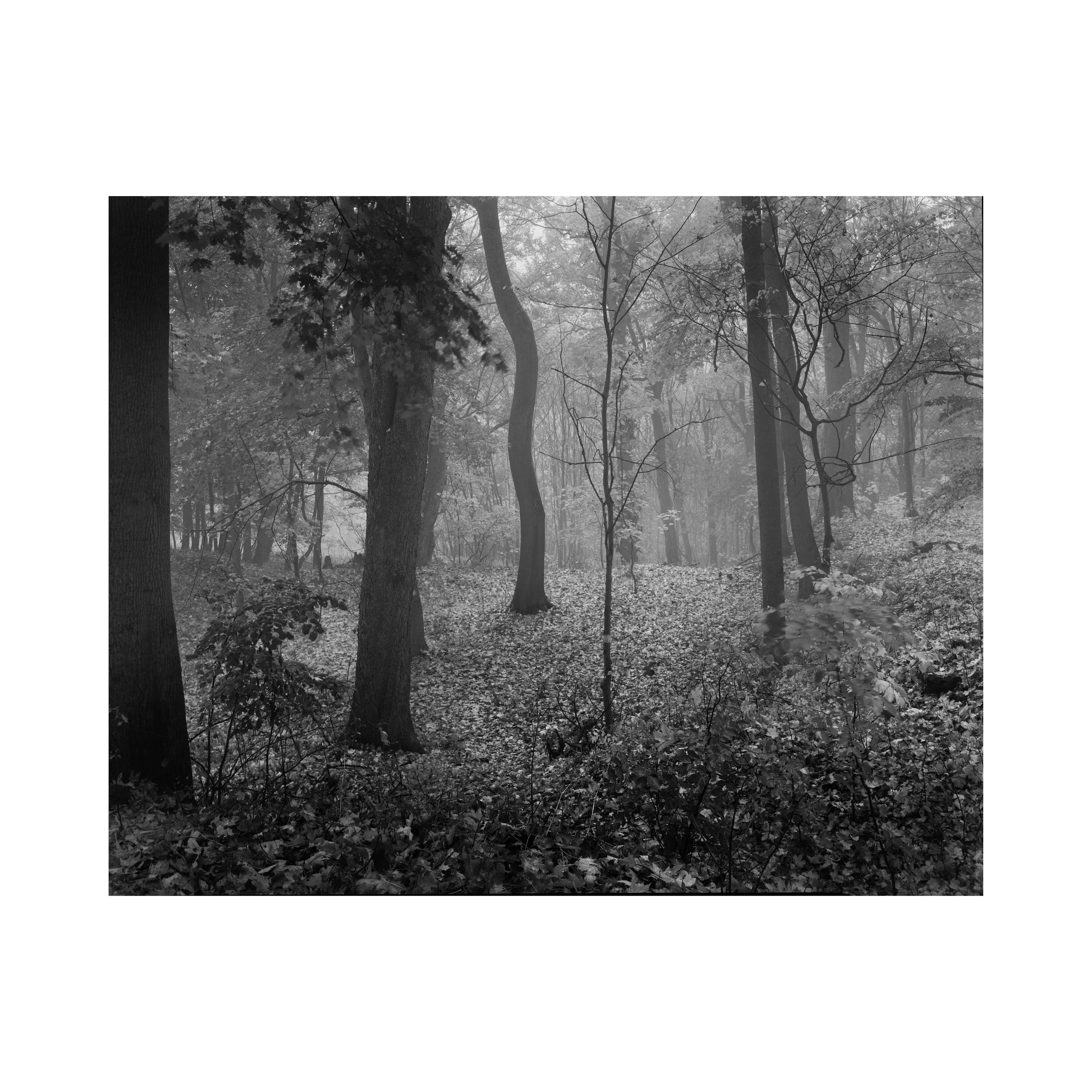 gecurfter_Baum_Querformat.jpeg