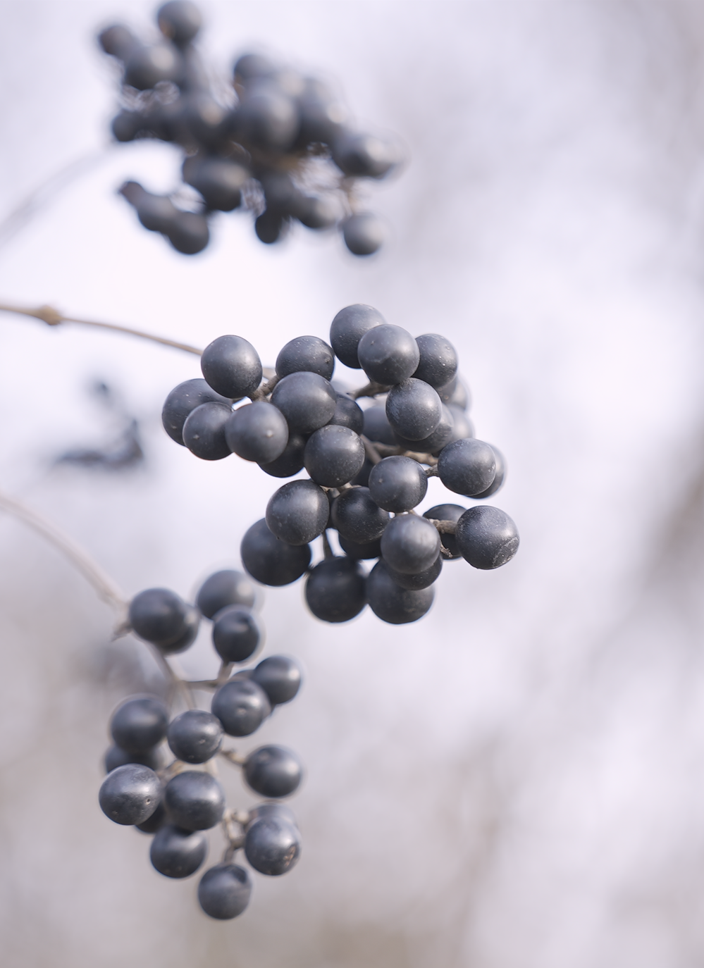 Close-up of black berries on a branch with a blurred gray background.