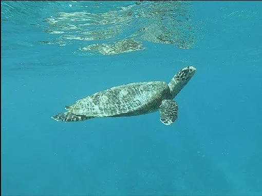 tortue avec reflet.jpg