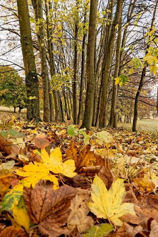 Automne-07.jpg
