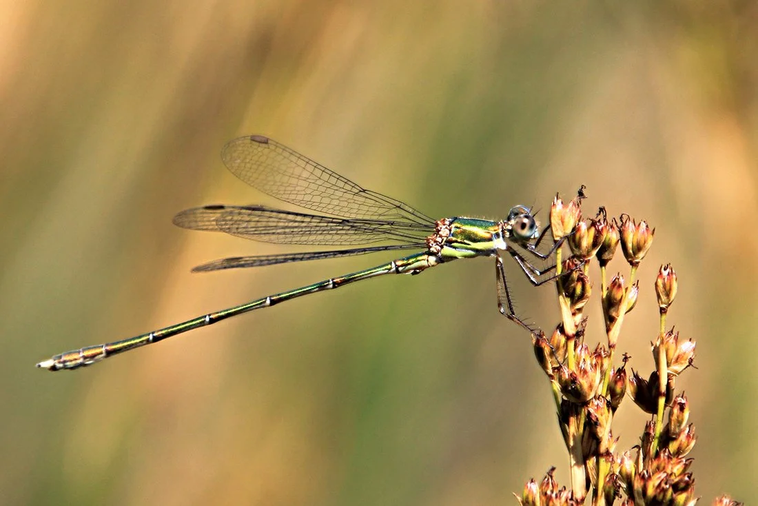 martine064 copie.jpg