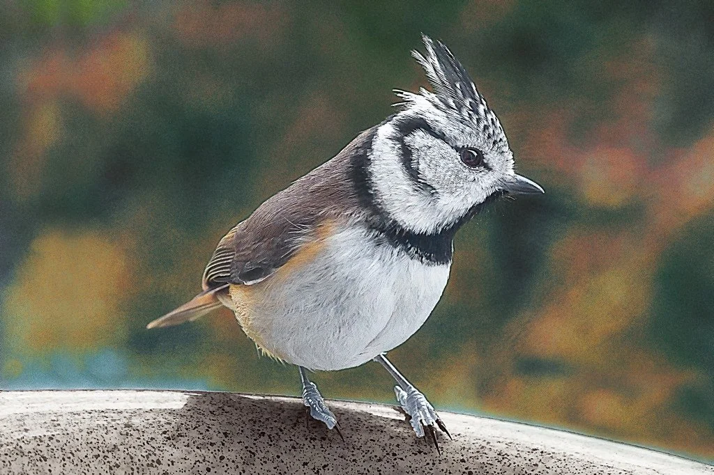 Pano-Colmar_00006 (1).jpg