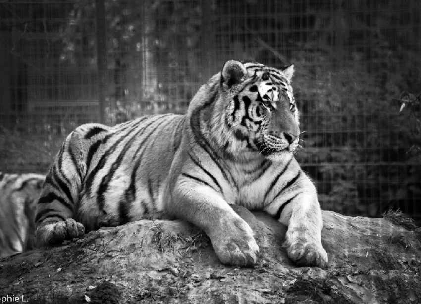 Majestueuse-tigresse.jpg