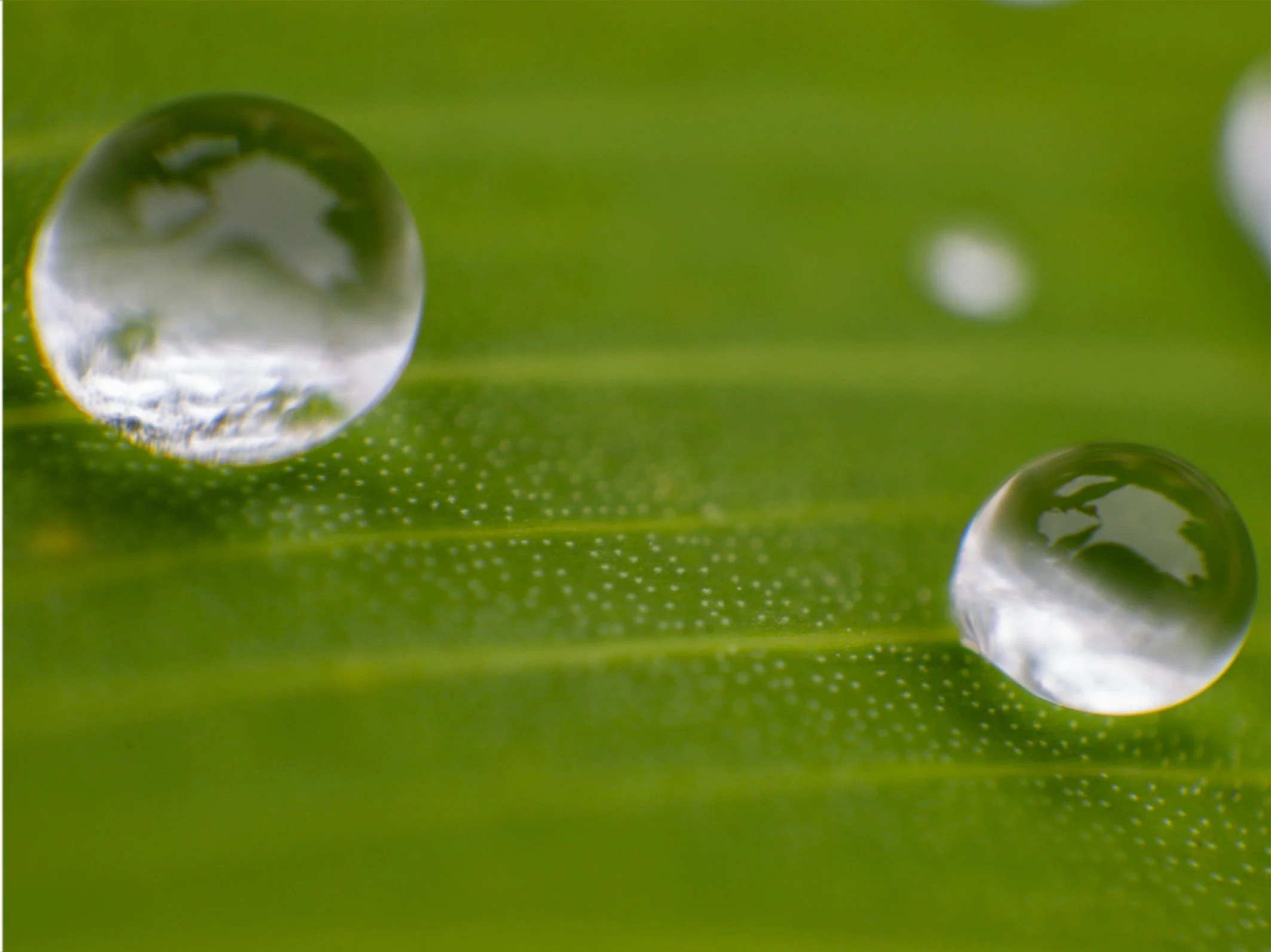 2 goutelettes sur feuille.jpg