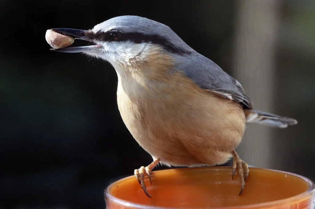 Pano-Colmar_00003 (1).jpg