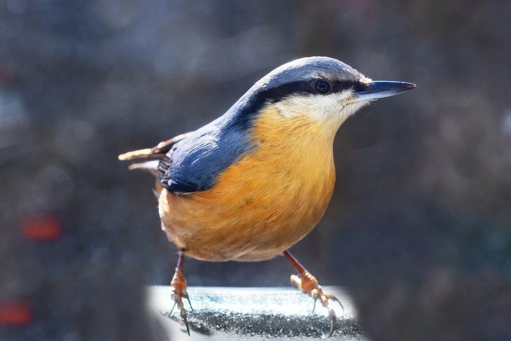 Pano-Colmar_00005 (1).jpg