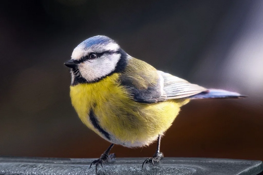 Pano-Colmar_00004 (1).jpg