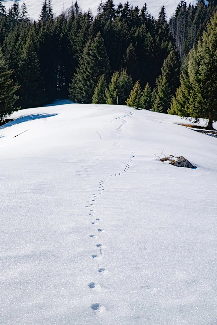 michelabondance fev022.jpg