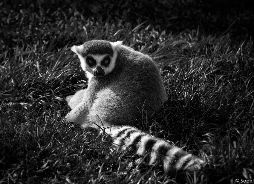 Lémurien-aux-aguets.jpg