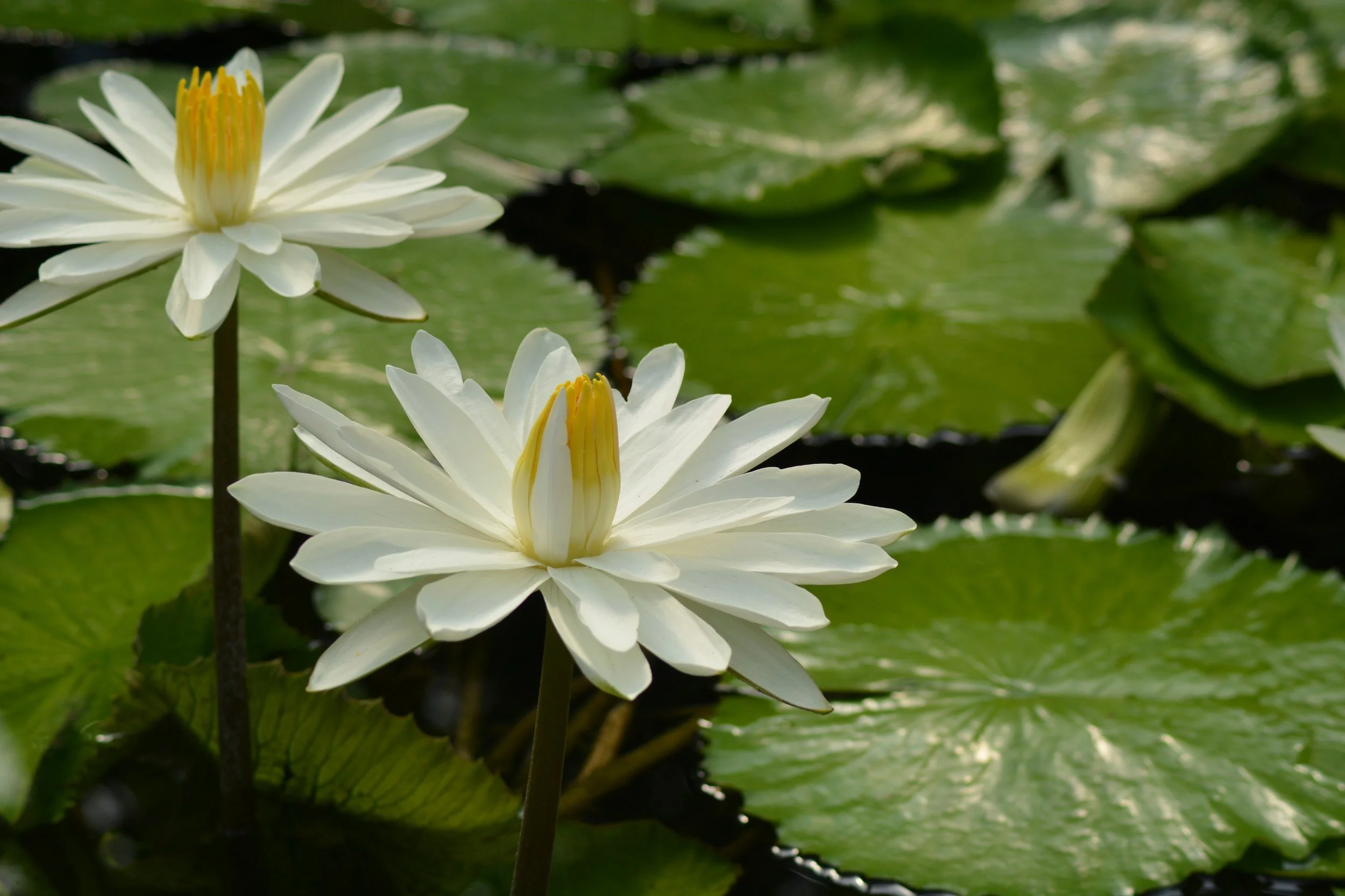 eau vie i philippe_2.jpg