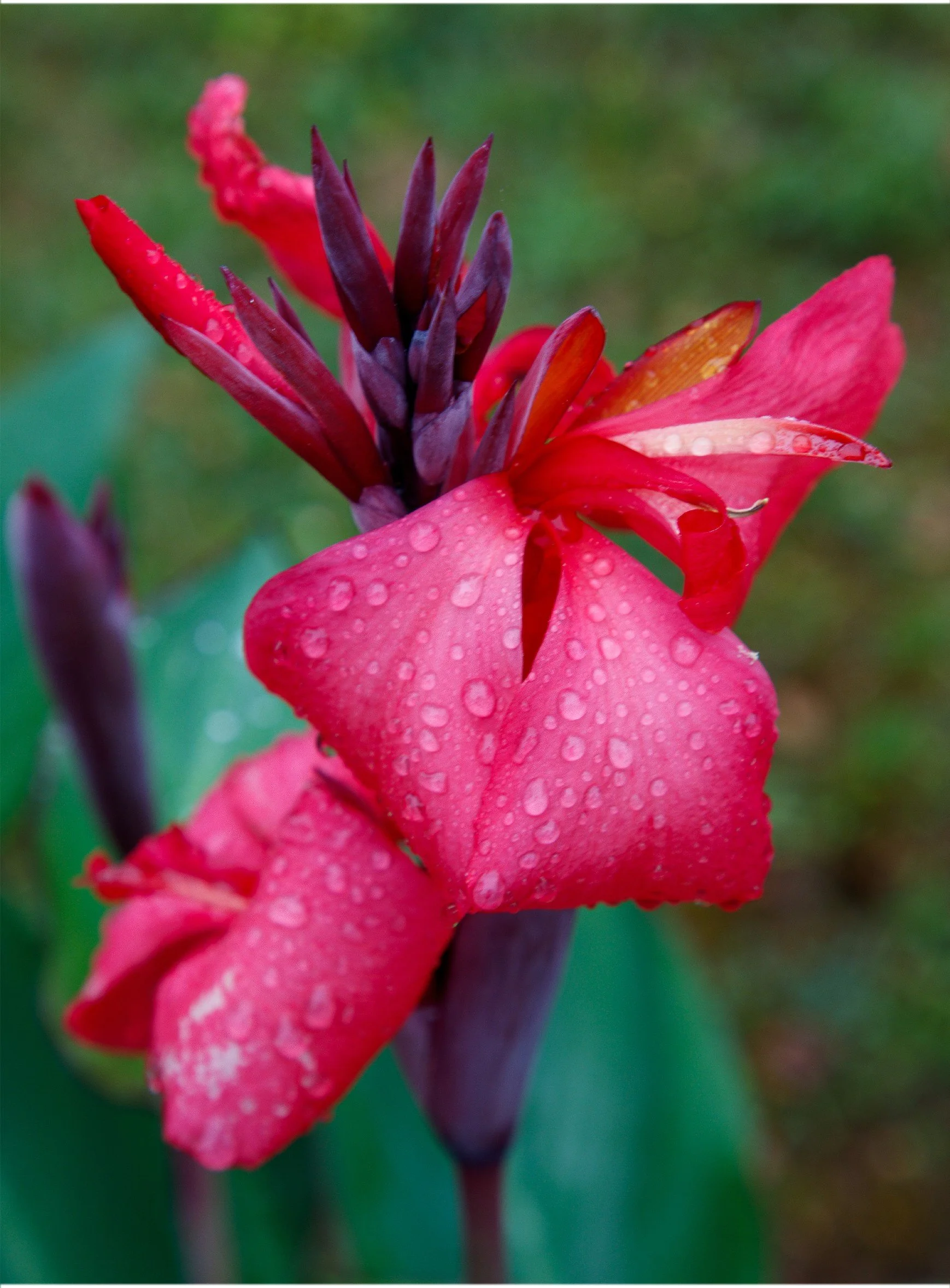 Gouttelette sur fleur rouge.jpg