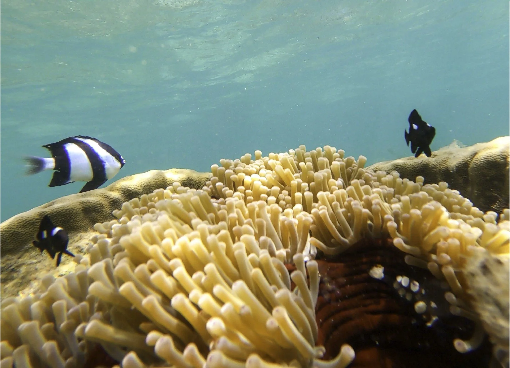 Anémone et poissons.jpg