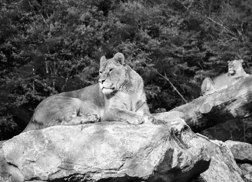 Les-lionnes.jpg