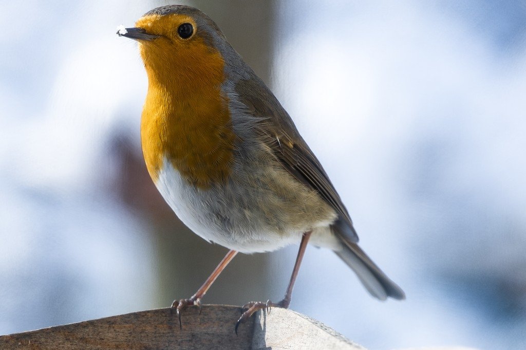 Pano-Colmar_00001 (1).jpg