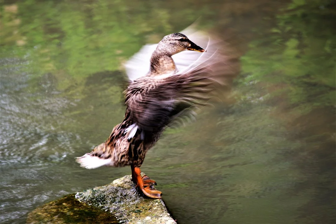 Bernard_DSC8005 (2).jpg