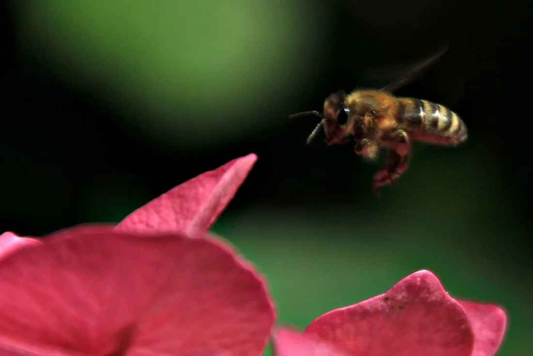 martine146 copie.jpg