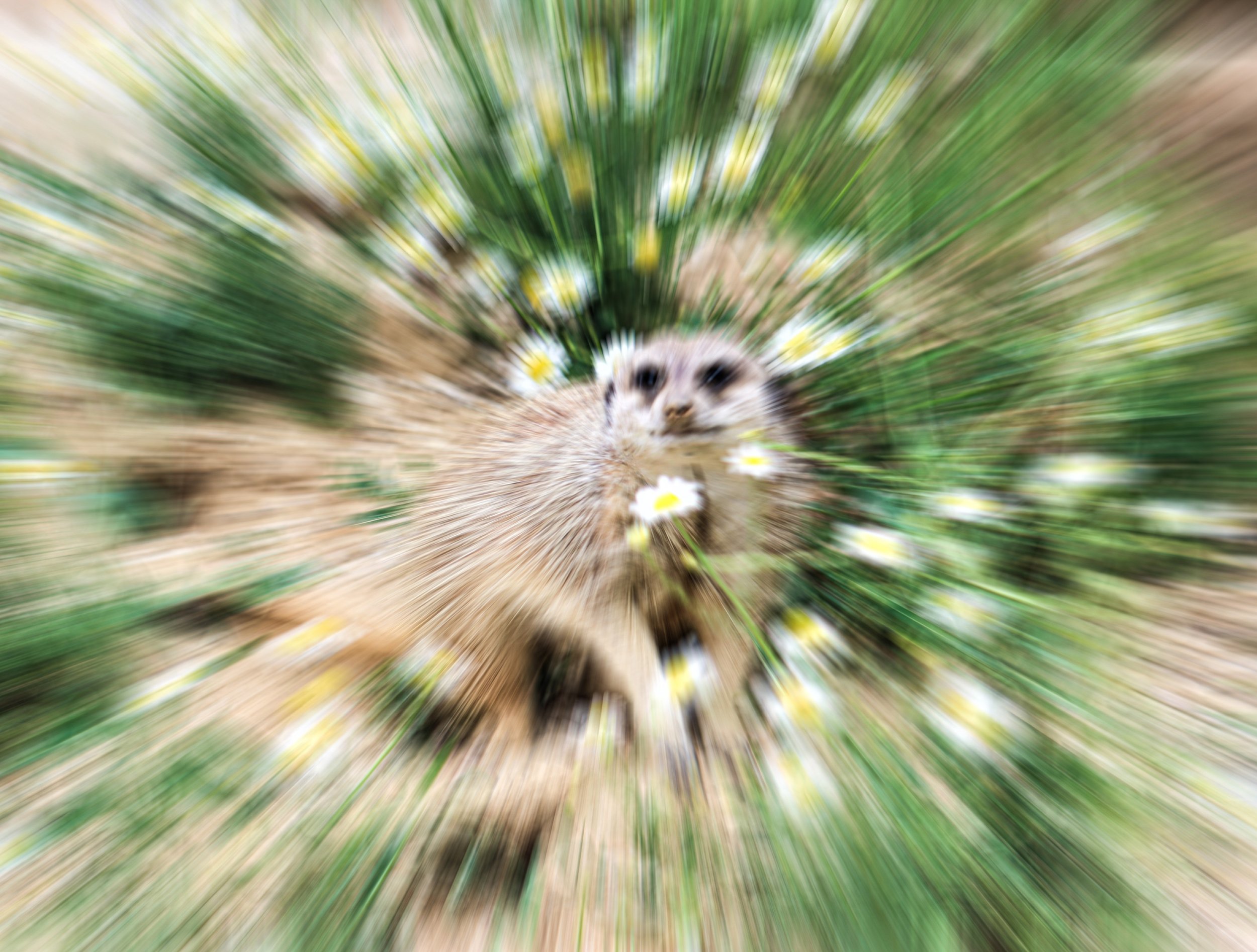 IMG_8568 (2) copieFINALE.jpg