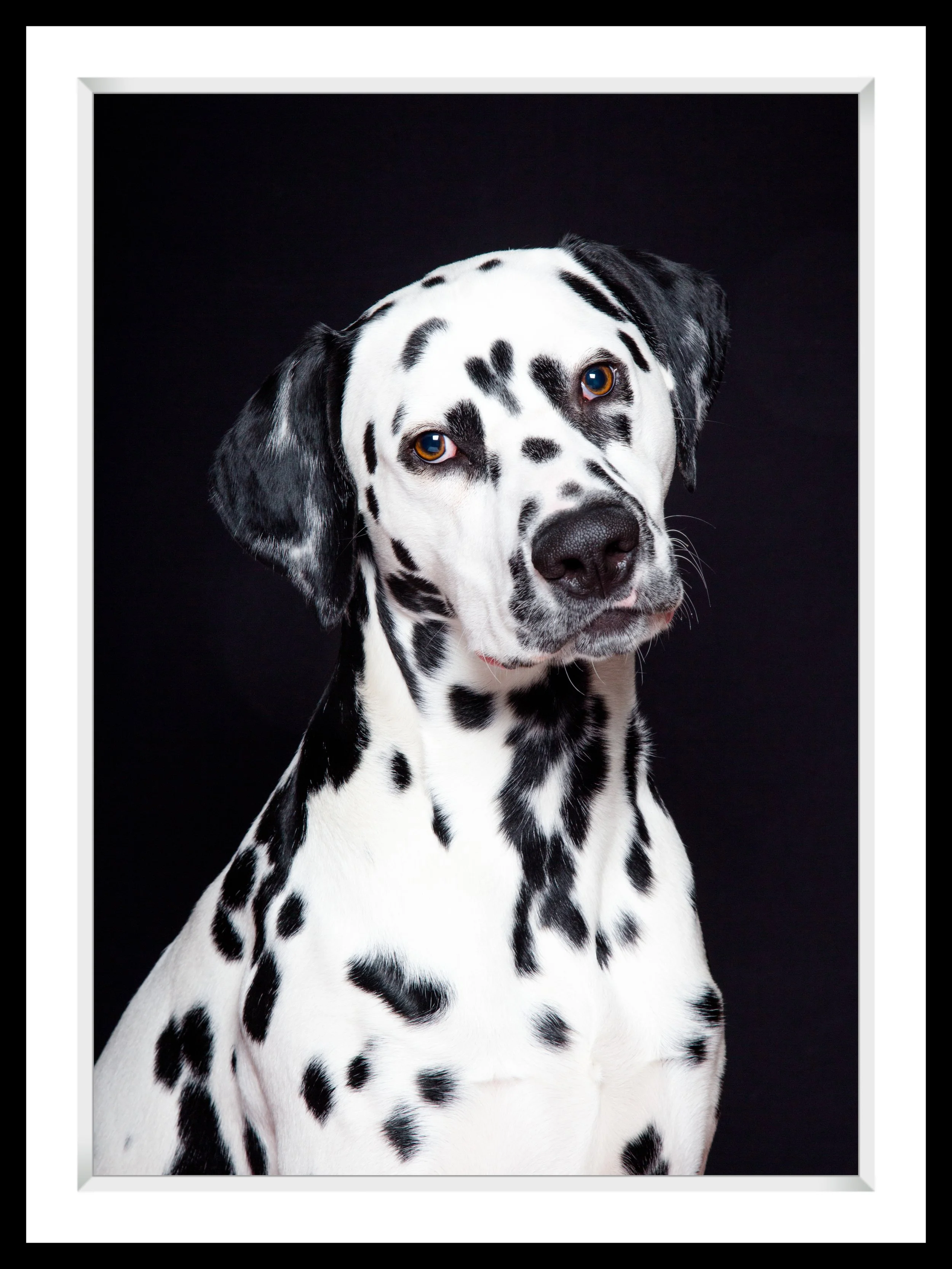 Close-up photograph of a Dalmatian dog with black and white spots against a black background.
