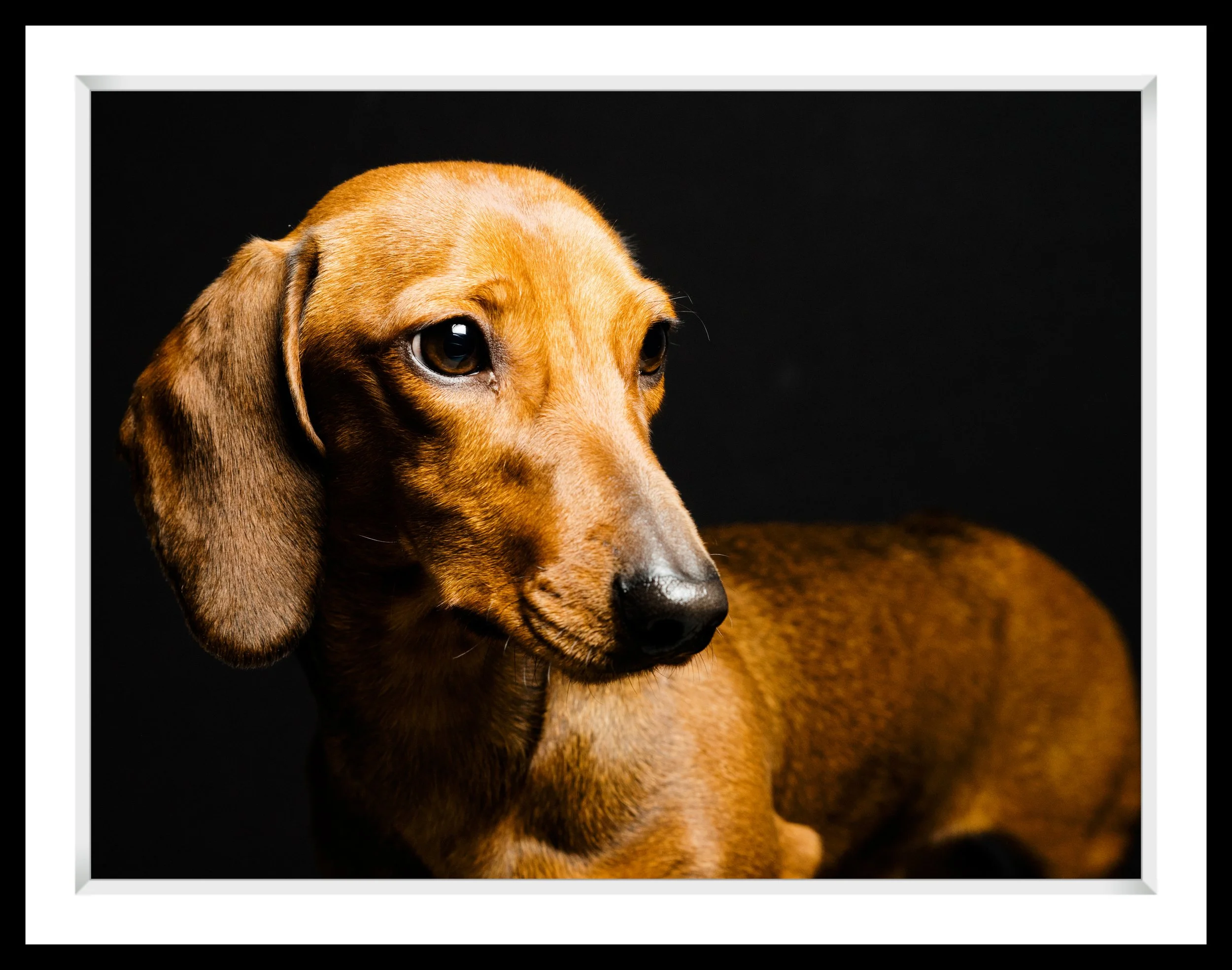 A close-up portrait of a brown dachshund with a black background.