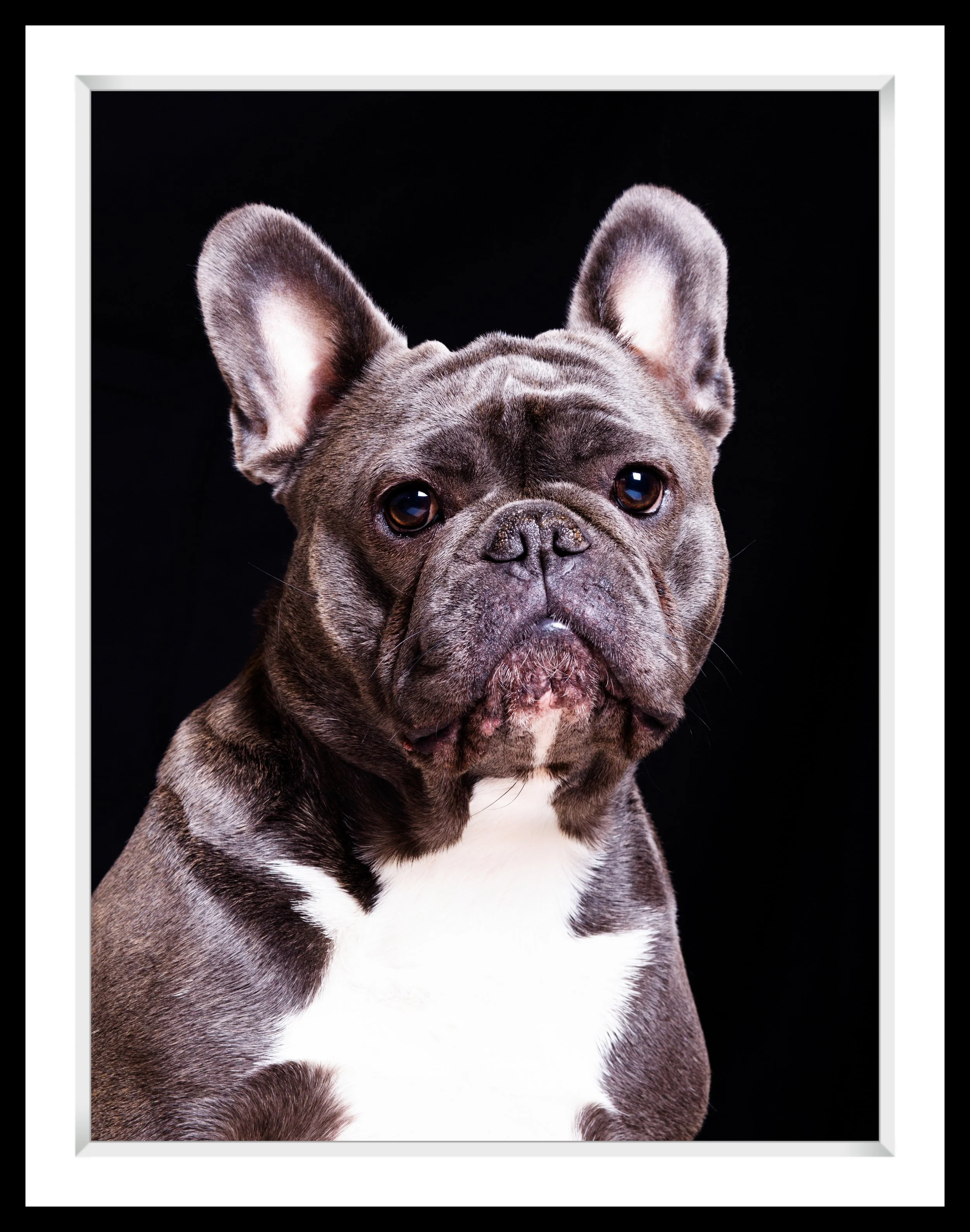 Close-up portrait of a brindle French Bulldog with a black background.