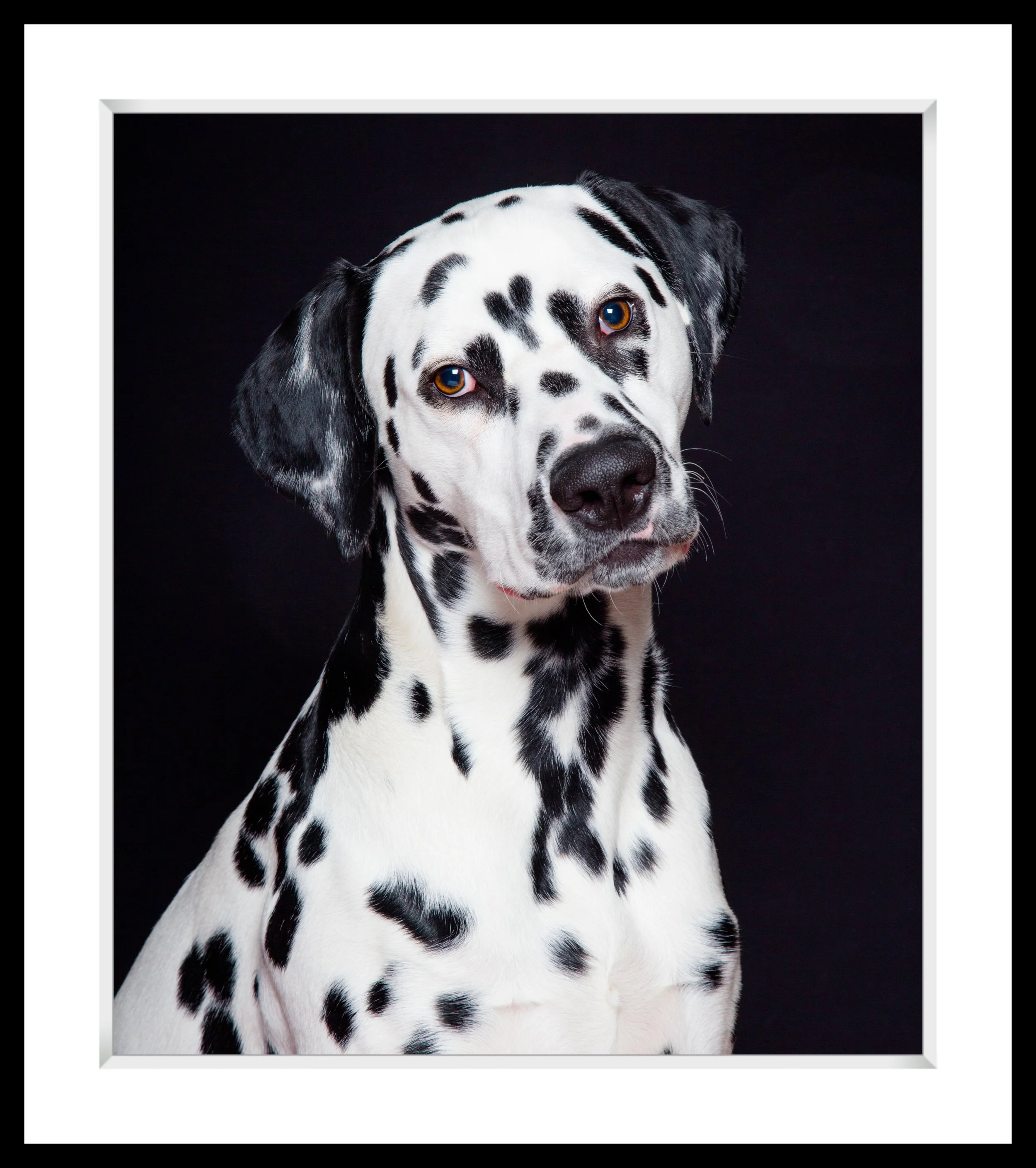Close-up portrait of a Dalmatian dog with black spots on white fur against a black background.