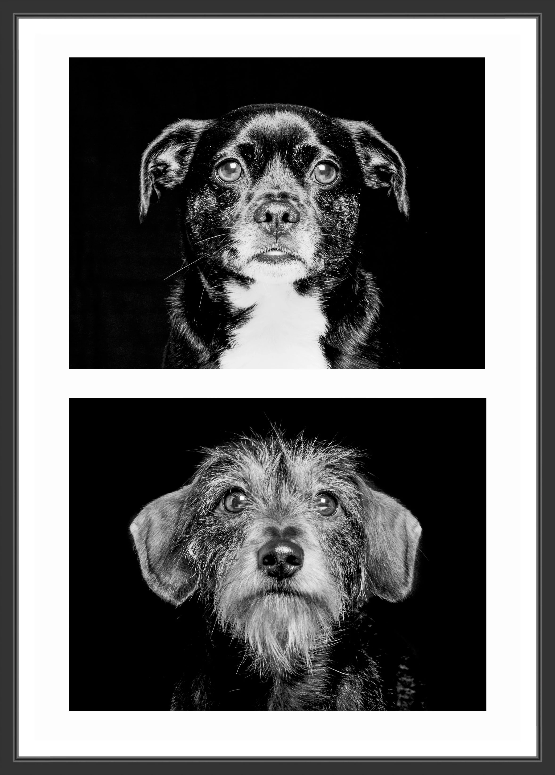 Black and white photo collage of two dogs, with the top dog having a short, dark, smooth coat and alert ears, and the bottom dog with a wiry coat and expressive eyes.