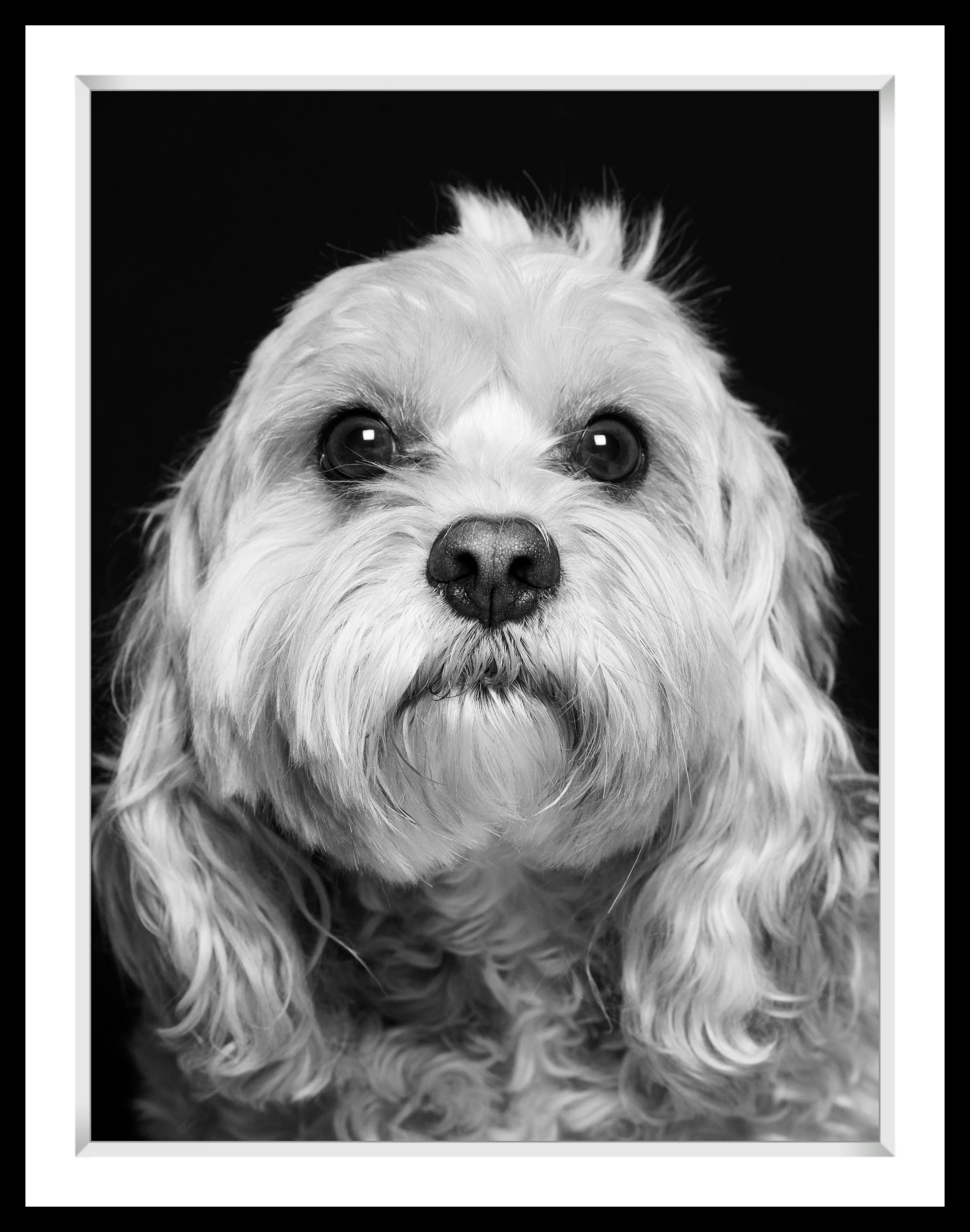 Black and white close-up portrait of a small dog with long, curly fur and expressive eyes, set against a dark background.