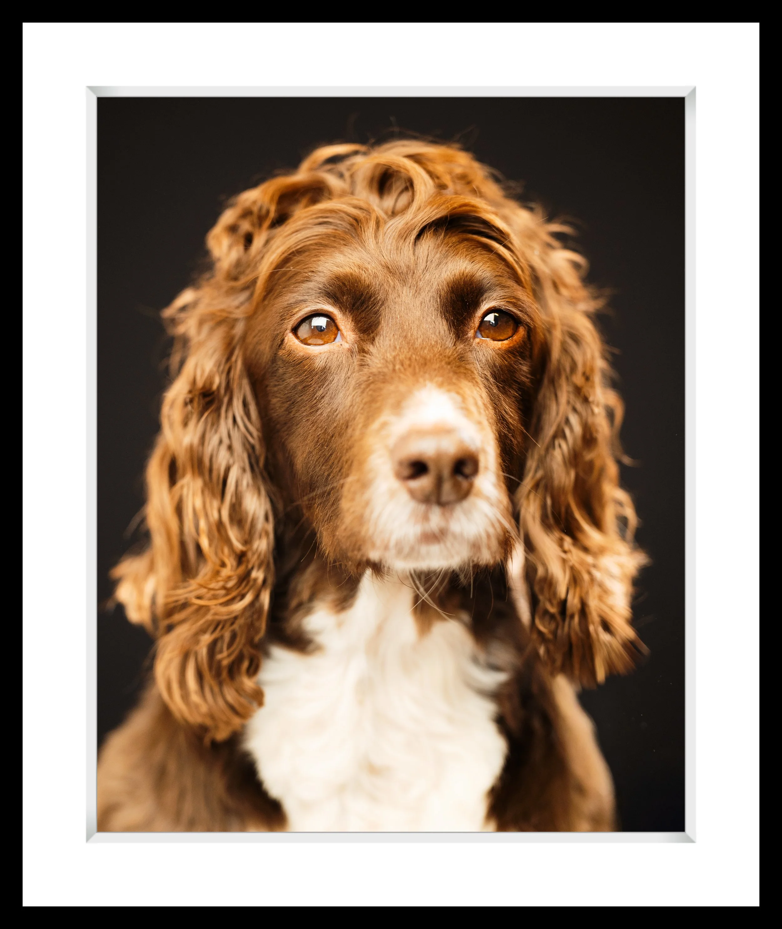 Close-up of a brown and white dog with long, curly ears and attentive eyes against a black background.