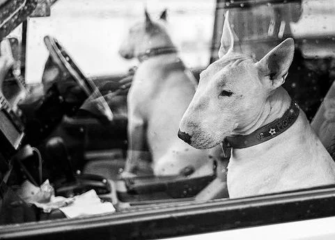 Two dogs sitting inside a vehicle, looking out the window.