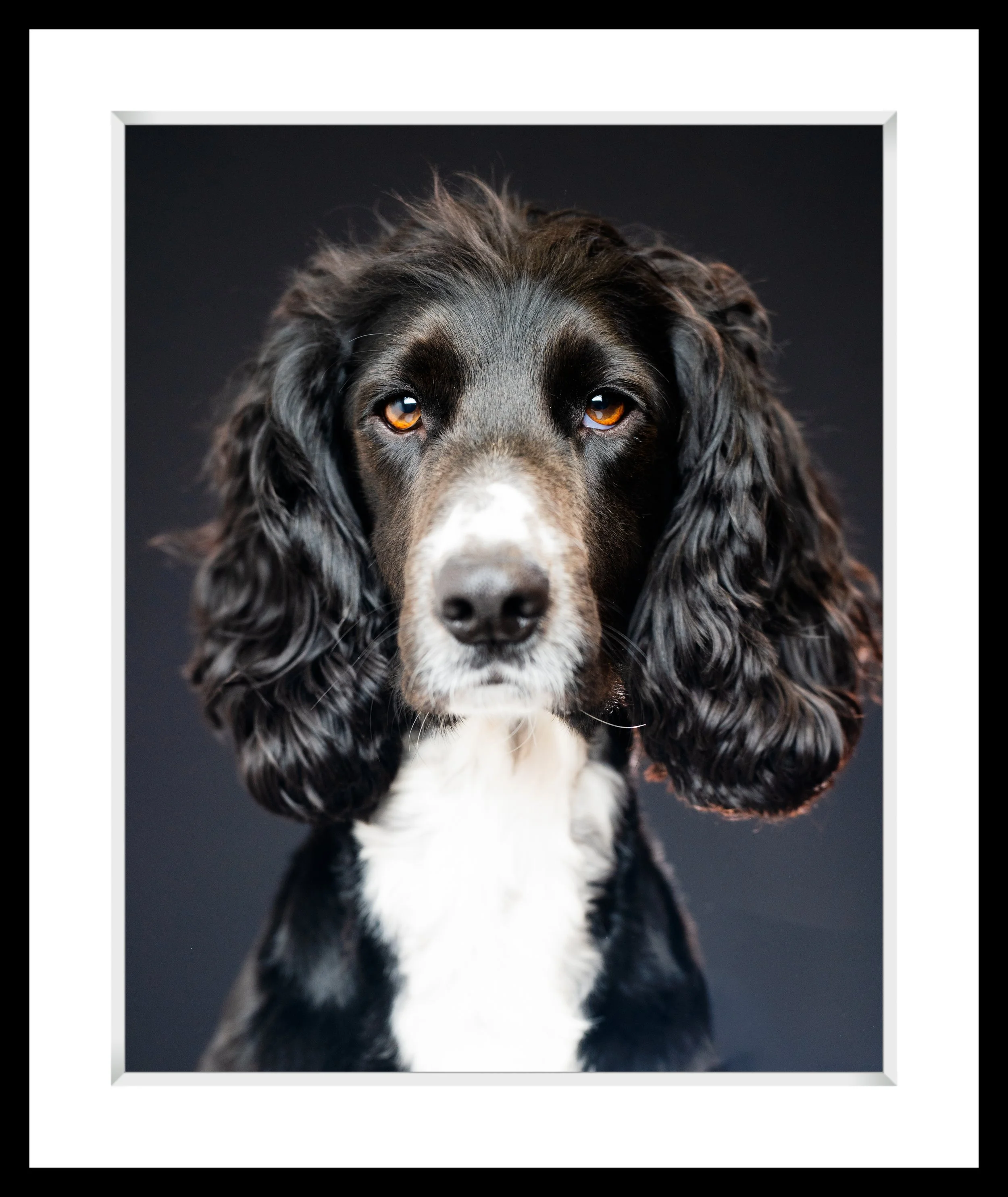 Close-up portrait of a black and white dog with long, curly ears, and amber eyes, against a dark background.