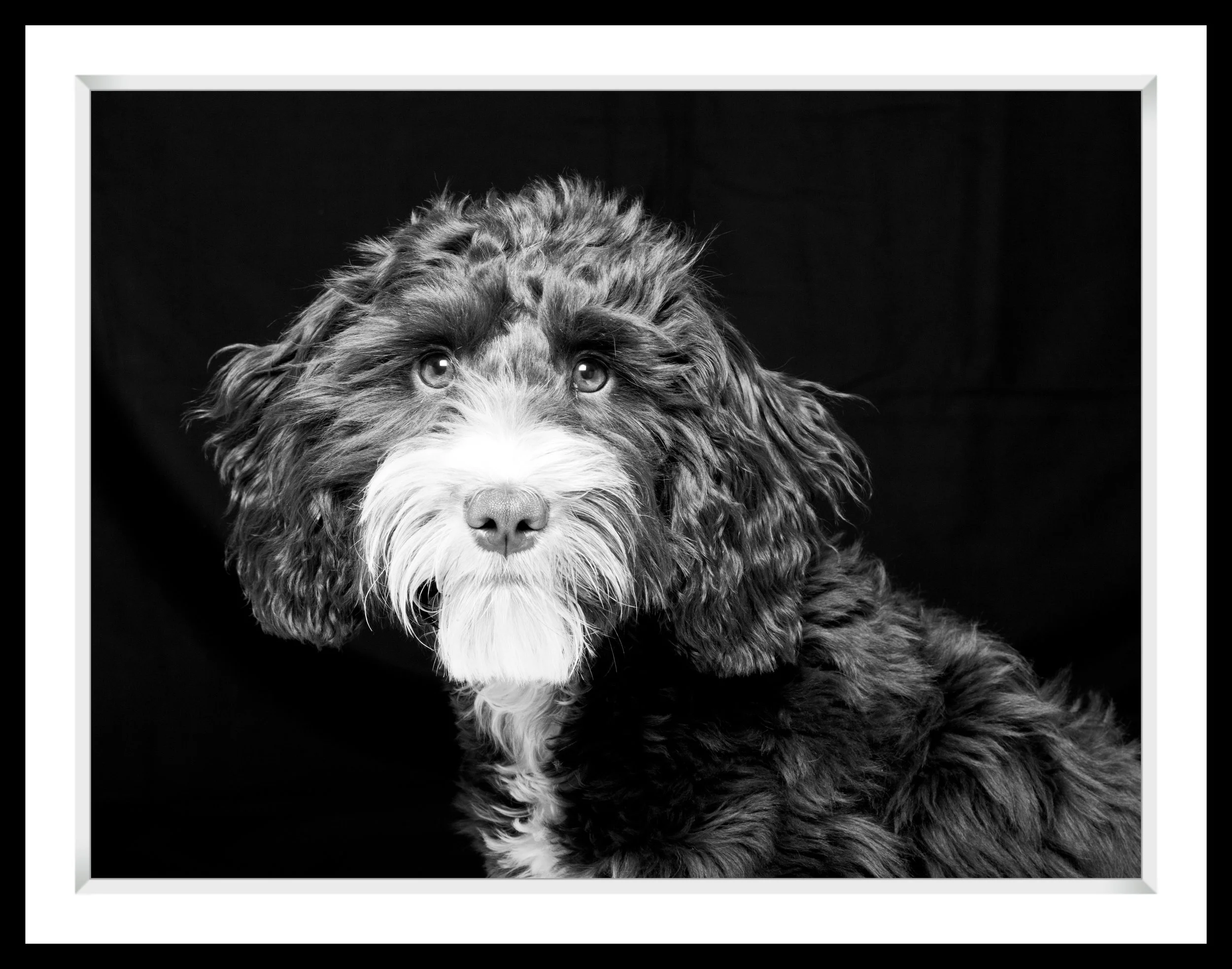 Black and white photograph of a fluffy dog with a white beard and expressive eyes, sitting against a dark background.