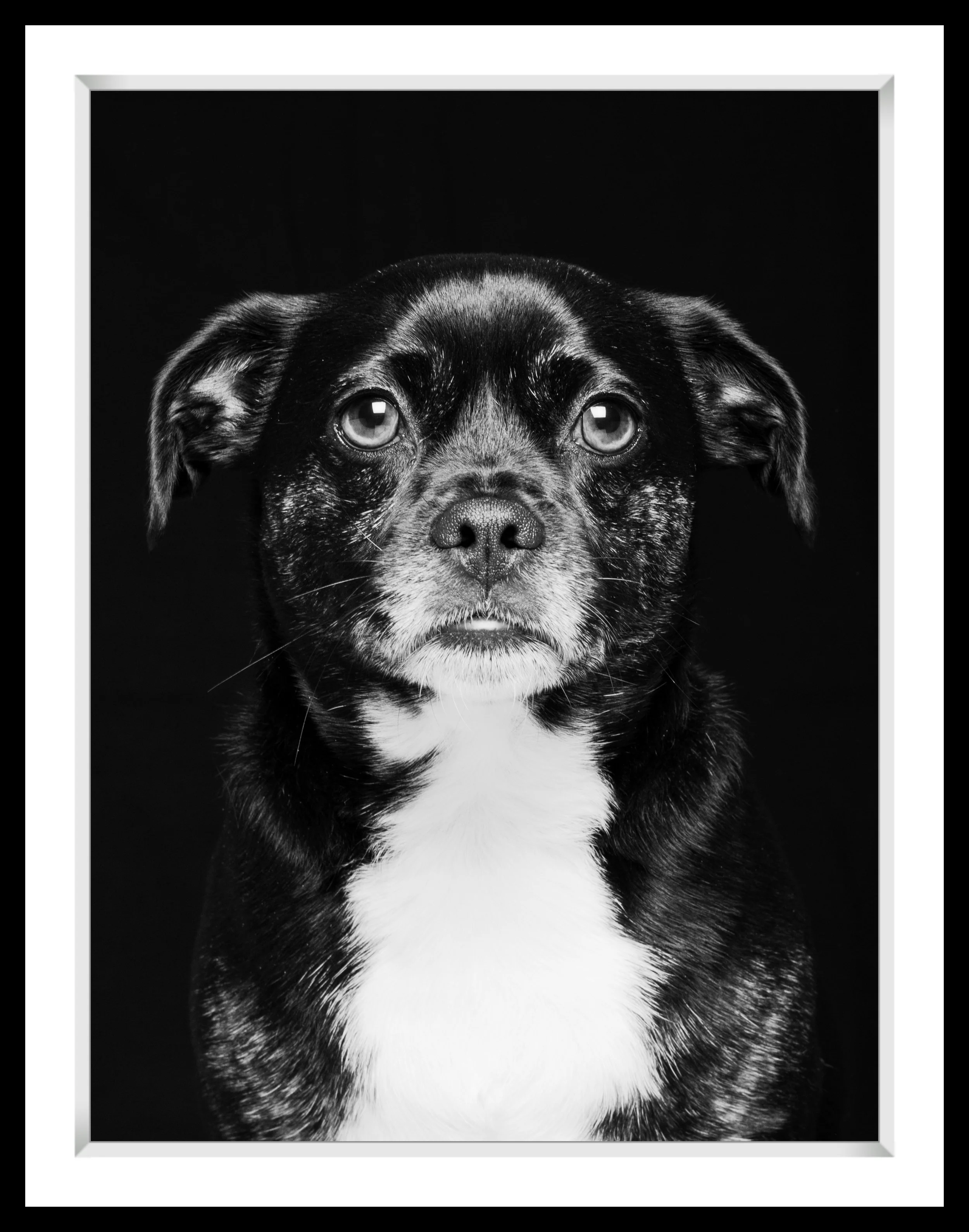 Black and white portrait of a mixed breed dog with a white chest and speckled fur on its face, looking directly at the camera against a dark background.