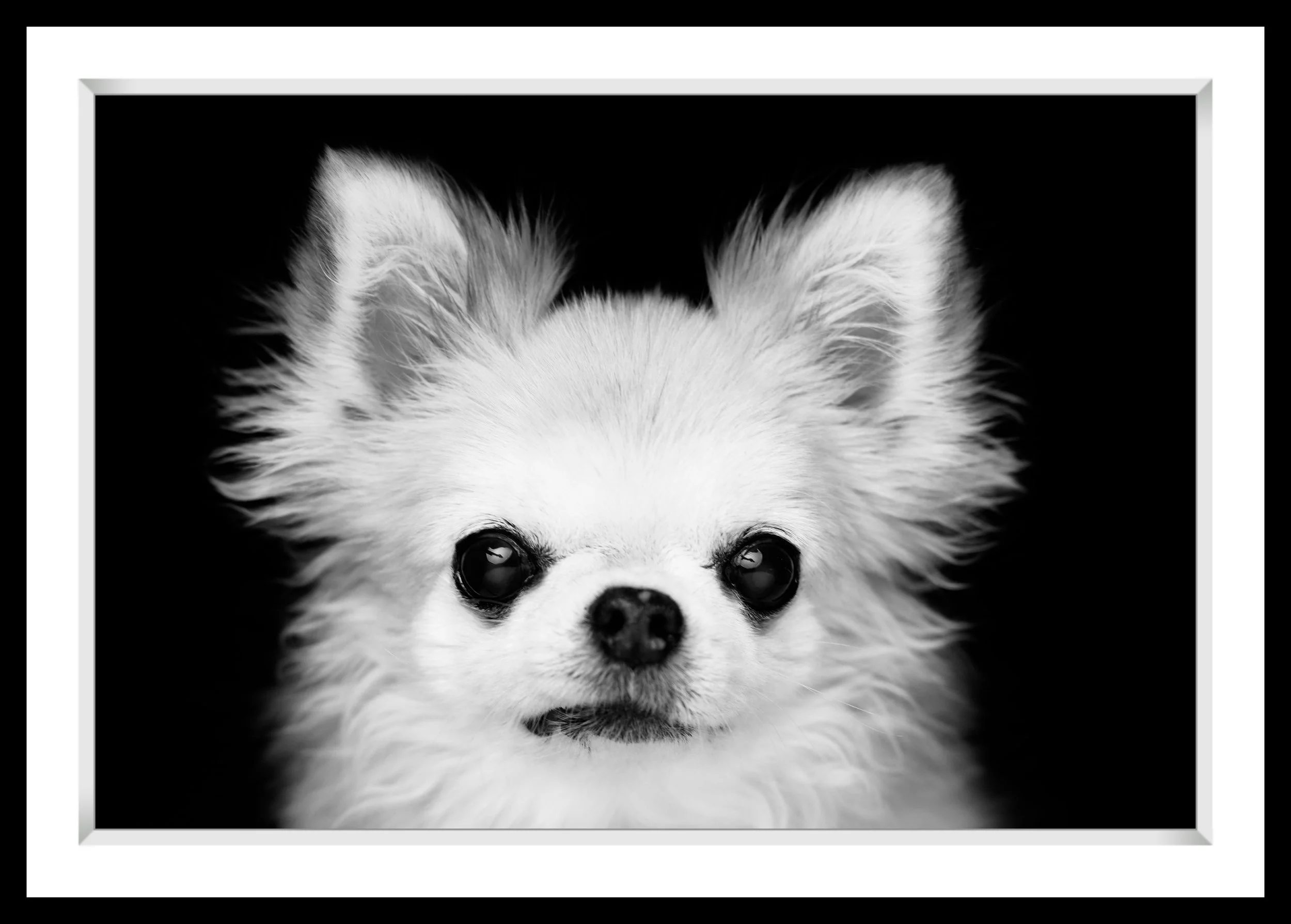 Black and white close-up photo of a small dog, possibly a Chihuahua, with large ears and dark, round eyes, against a black background.