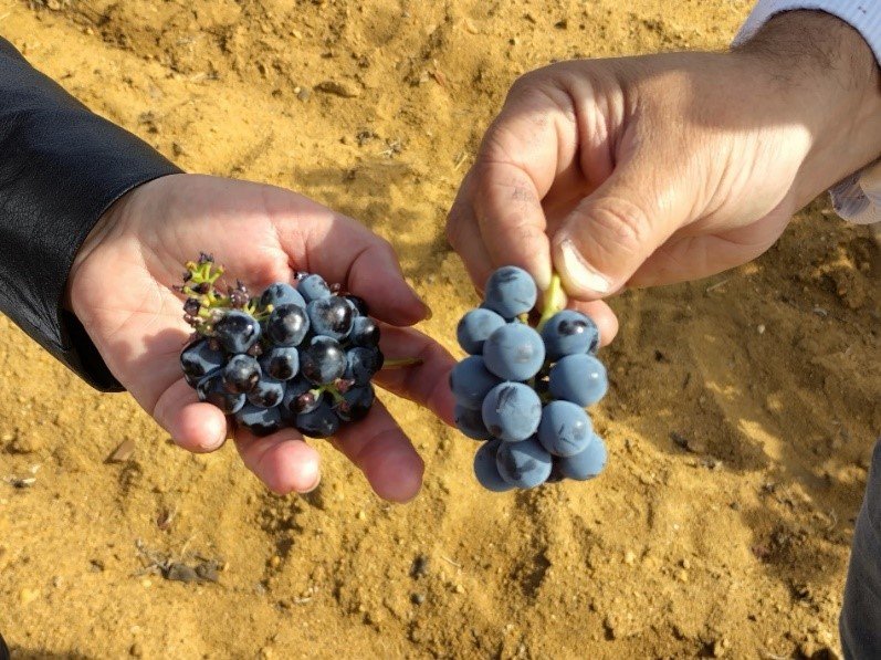 Espanjan tummat rypäleet