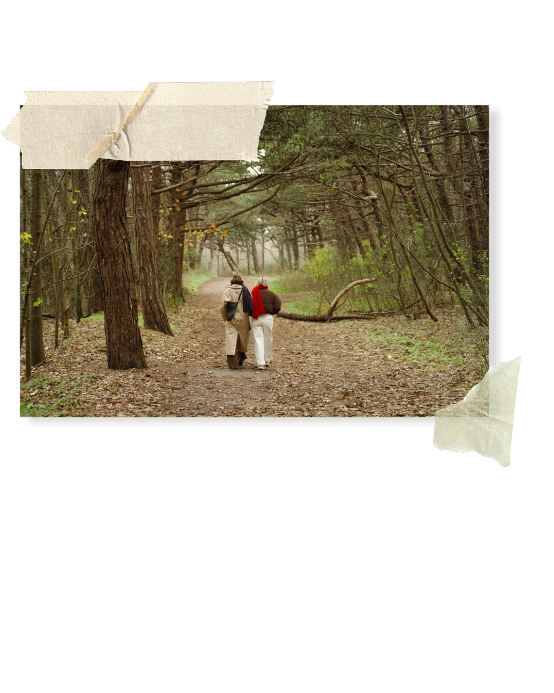 Bos aan de Belgische kust