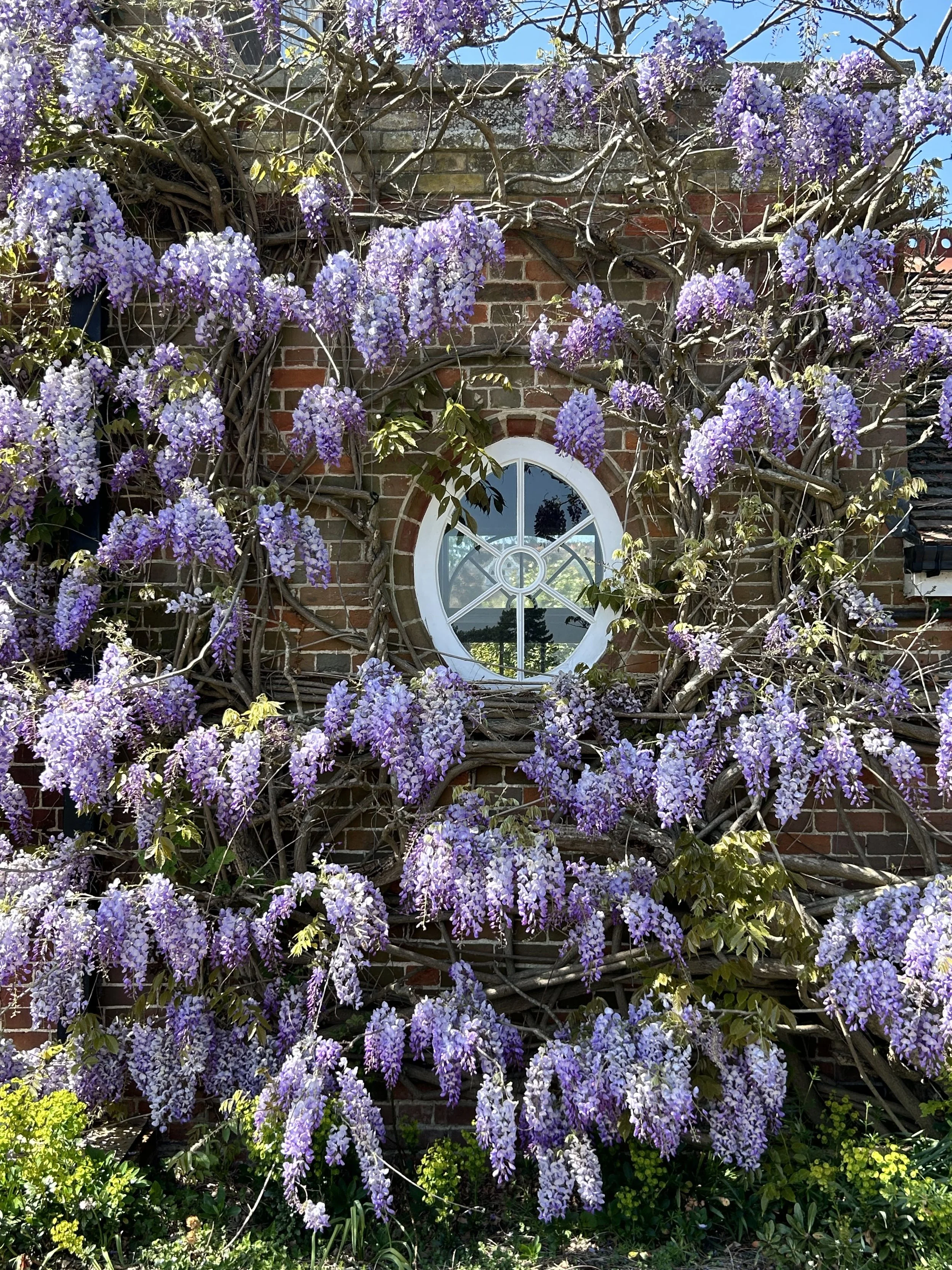 Fysh - Lilac Window.jpeg