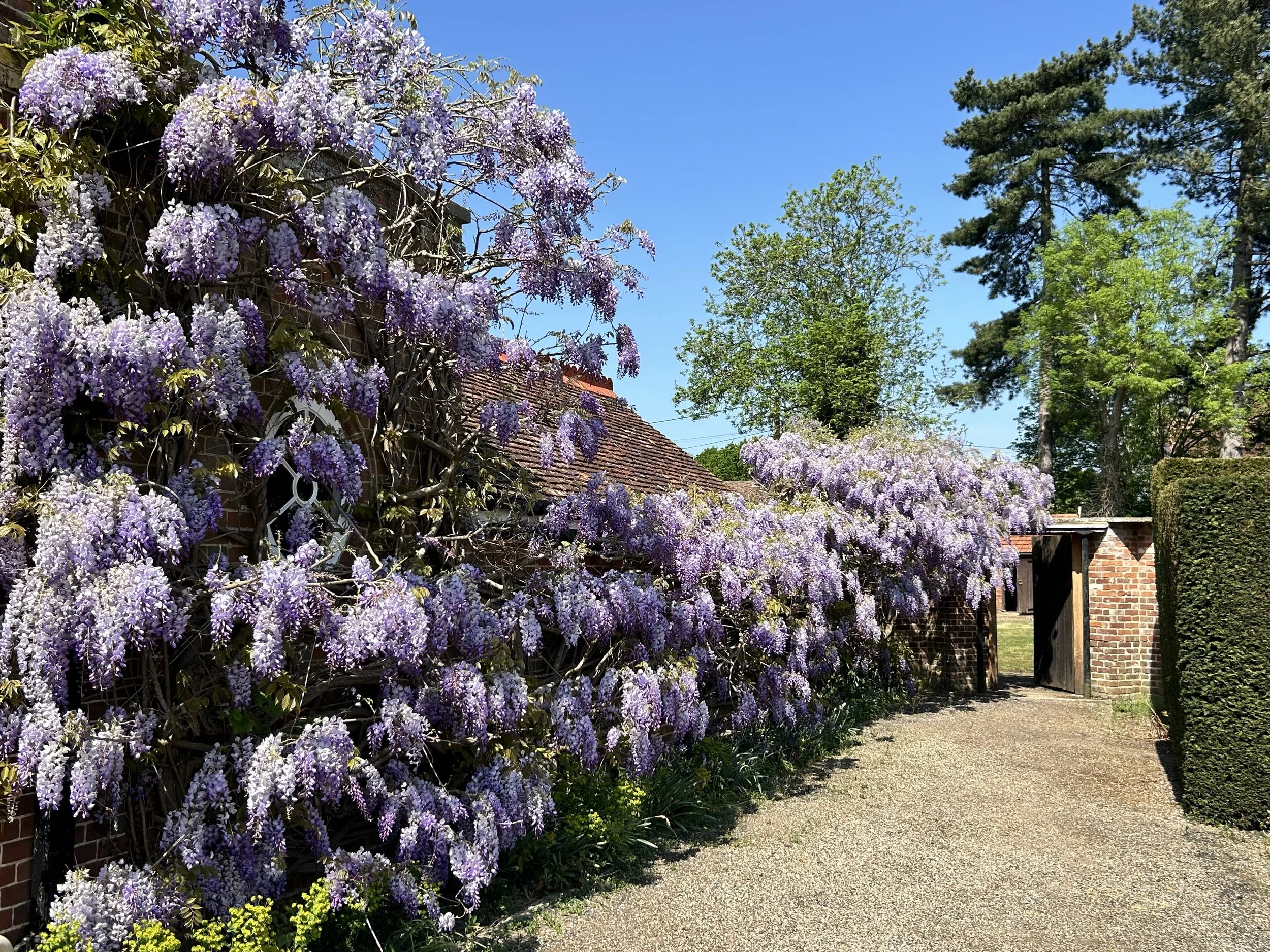 Fysh-Lilac path.jpeg