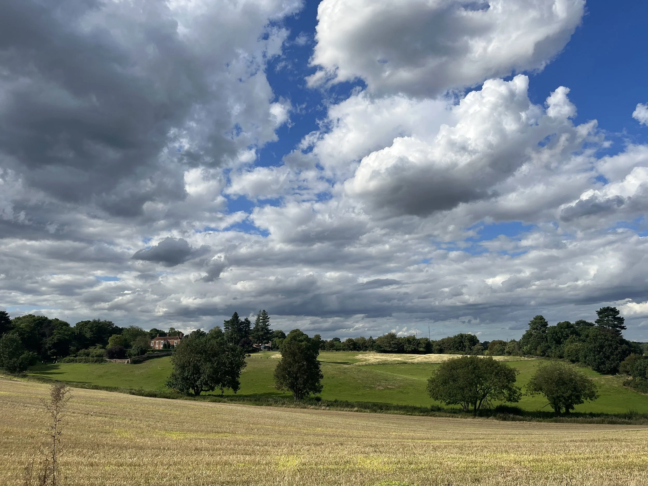 Fysh-summer pasture.jpeg