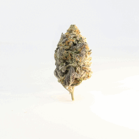Une fleur de cannabis sur fond blanc.