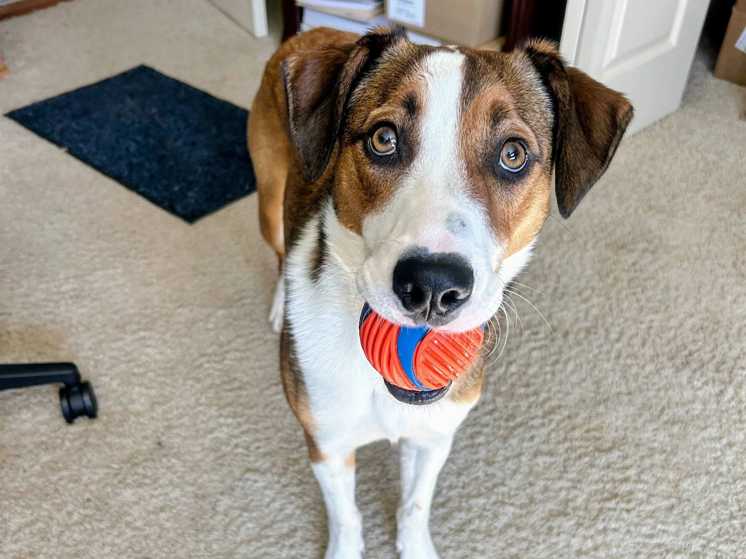 A dog with brown, white, and black fur (Wilson) sitting on a white sofa, wearing a blue bandana with colorful dog bone and paw print patterns.