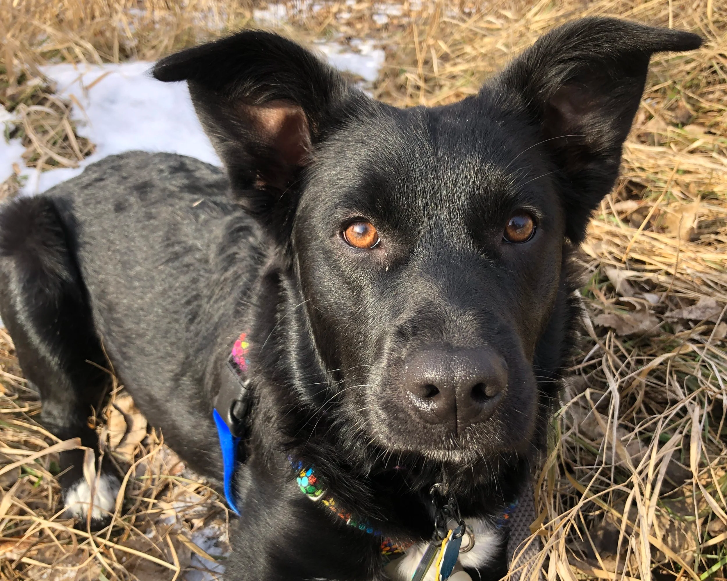 A black dog (Bella) with brown eyes, large ears, and a colorful collar, looking at the camera while sitting on dry grass with patches of snow.