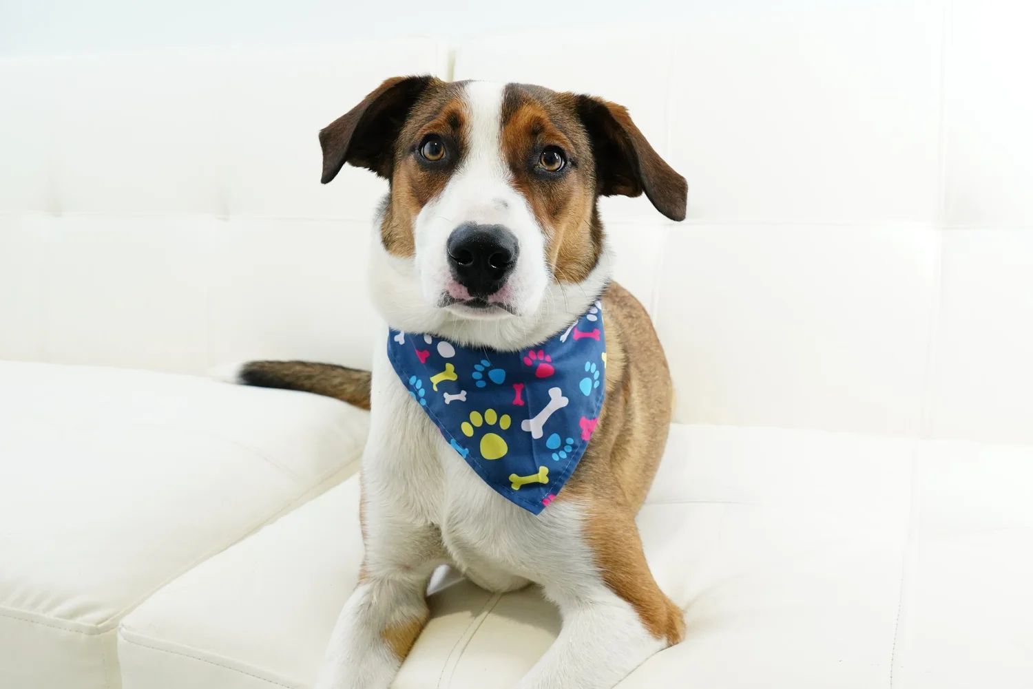 A dog with brown, white, and black fur (Wilson) sitting on a white sofa, wearing a blue bandana with colorful dog bone and paw print patterns.