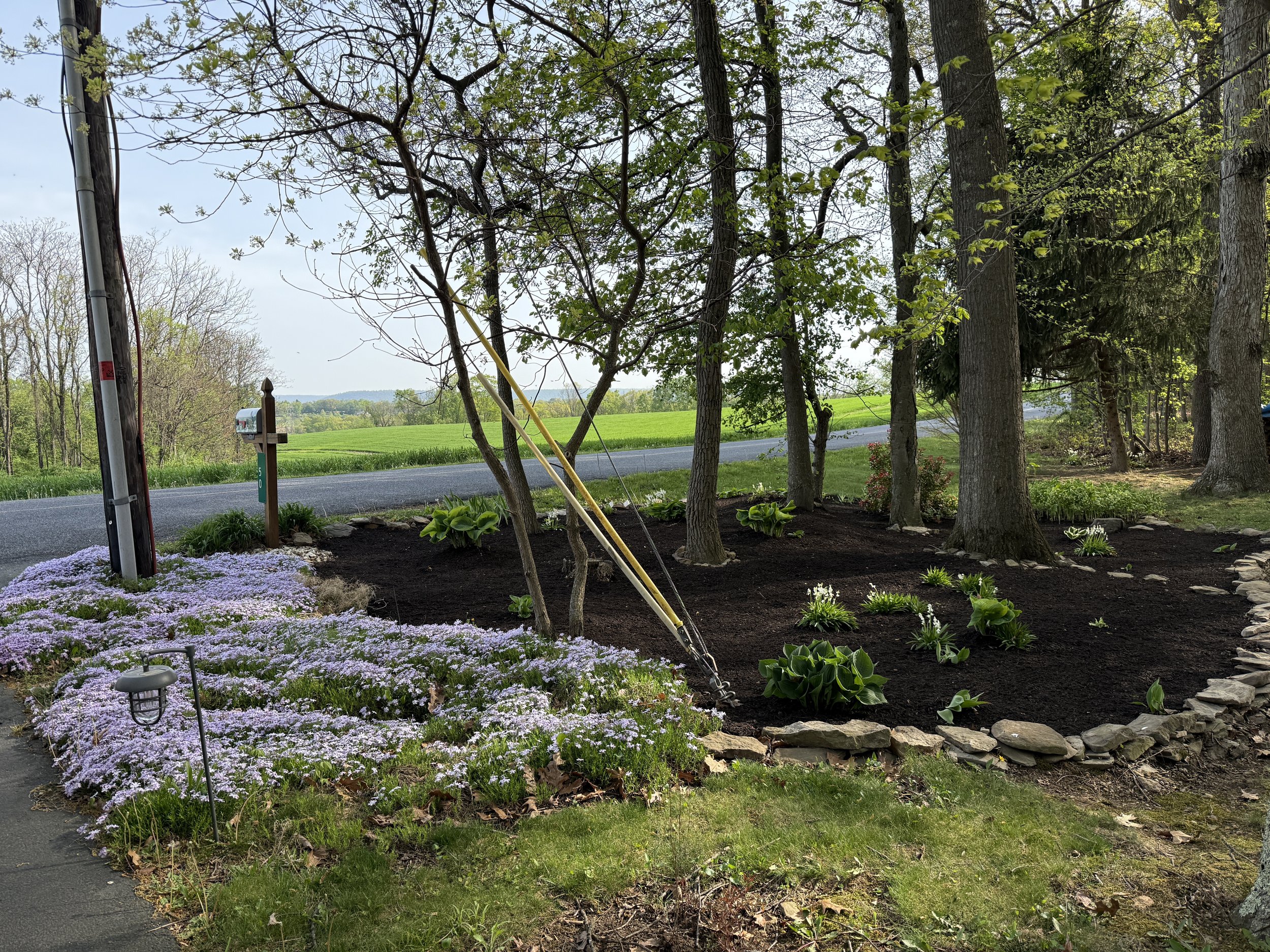 A landscaped garden with purple ground cover plants, small white flowers, green plants, and larger trees along a roadside with a mailbox and utility pole.