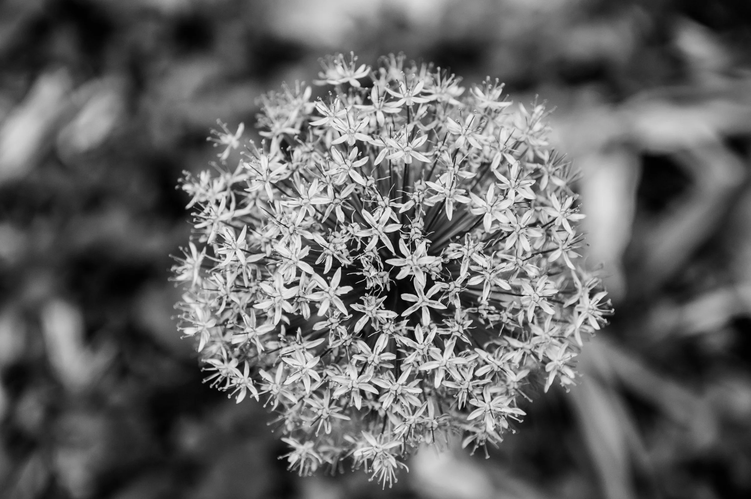 DSC_5520.jpg