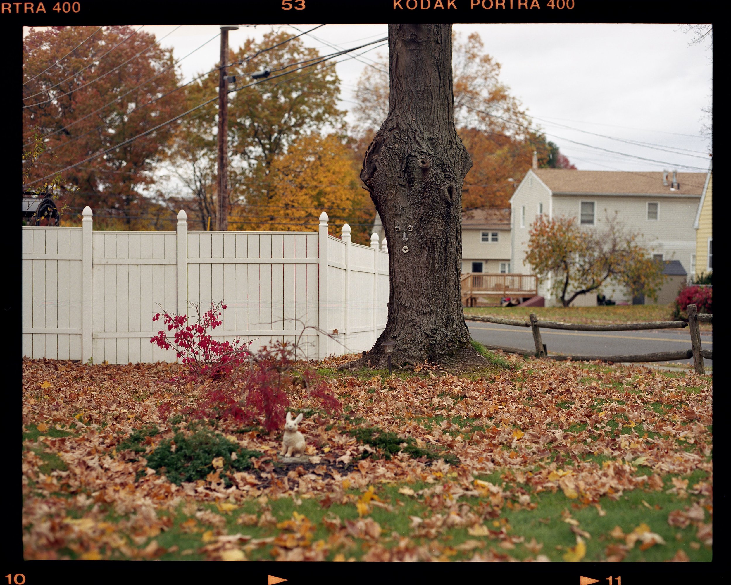 Autumn scene in a front yard with fallen leaves, a white picket fence, a large tree with a face carved into its trunk, and a small white rabbit figurine on the ground. There are trees with colorful foliage and houses in the background.
